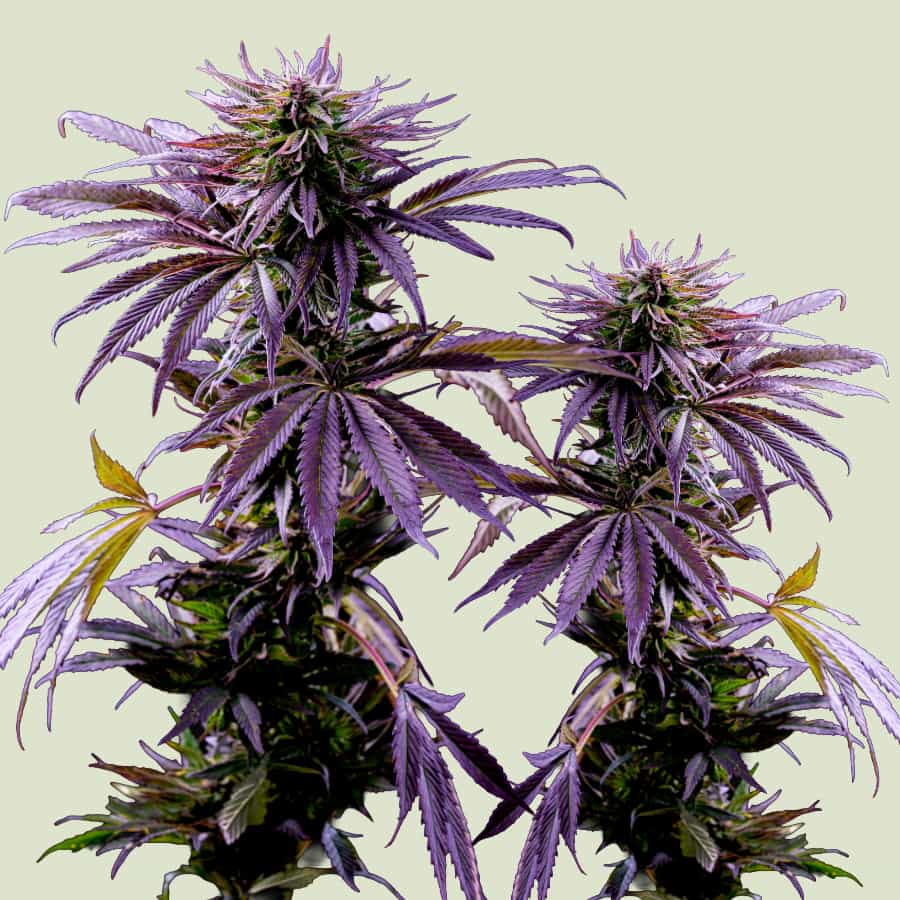 NeonSeeds_Feminisierte_Cannabissamen_Purple_Queen